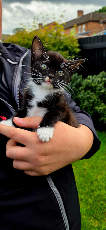 Kitten