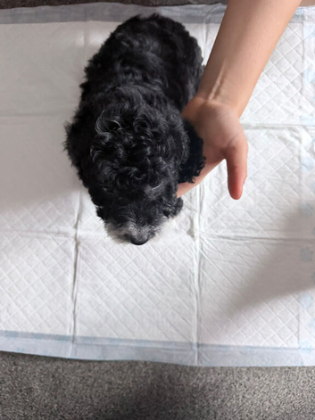COCKAPOO LAST BLACK BOY