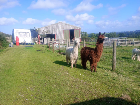 Beautiful young Suri Alpaca boys