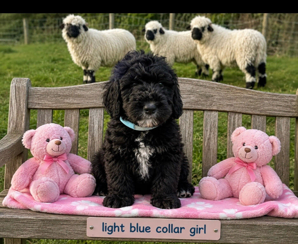 F1 STANDARD BERNADOODLE LAST 2 GIRLS 1400