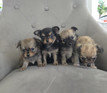 Longhaired Male Chihuahua Pups