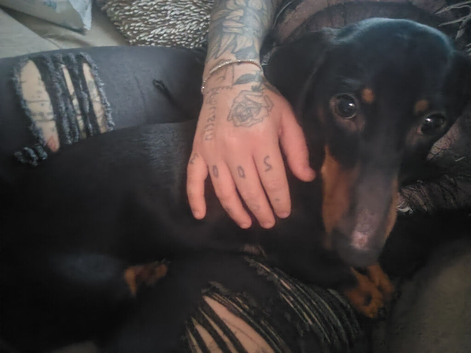 Ozzy 10 month old mini dachshund