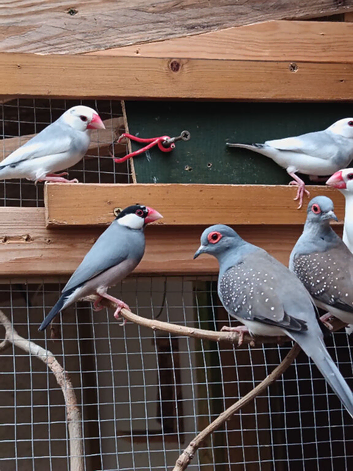 Jarva Finches for sale and diamond doves