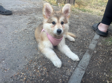 German shepherd