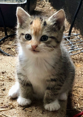 Gorgeous kittens