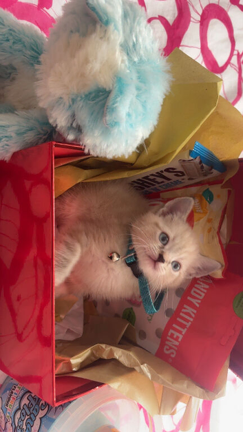 Snow Bengal British shorthair kitten!