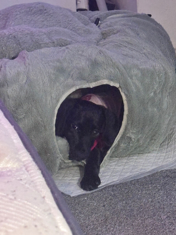 Puppy