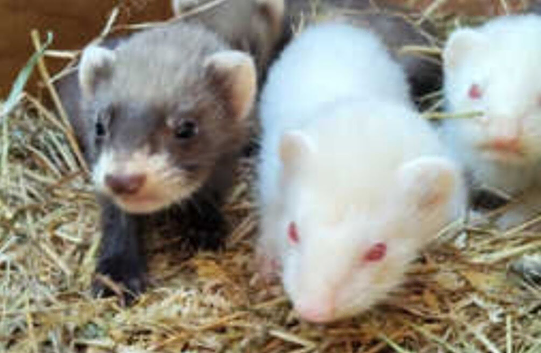 Beautiful babies ferrets for sale