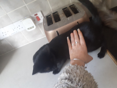 Black Russian male cat