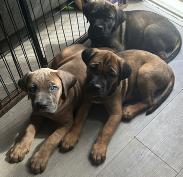 Ready now 4 beautiful cane Corso pups 1 girl 3 boys