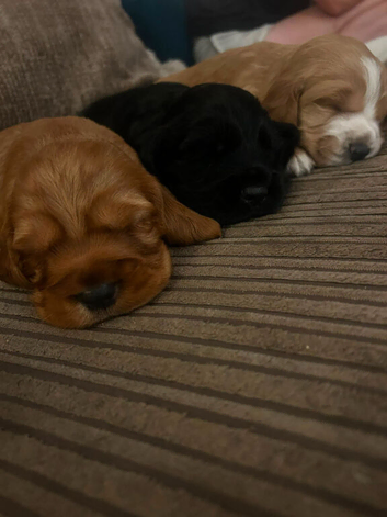 2 golden cocker puppies