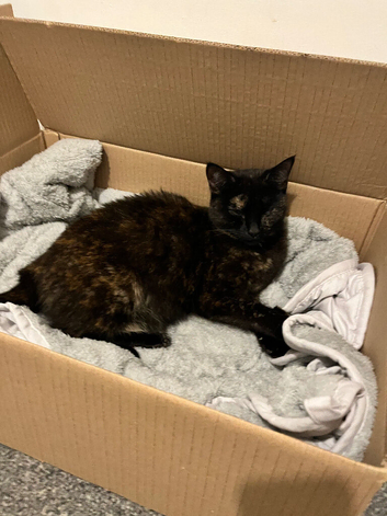 Female cat