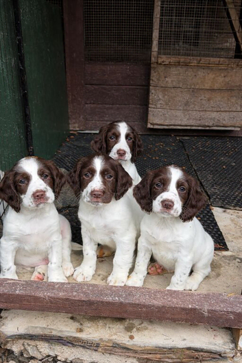 Ready Now Cheeky Springer Spaniel Pups