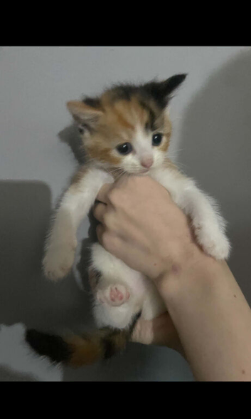 Kittens for sale