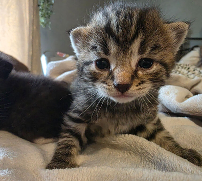 3 beautiful kittens looking for their homes
