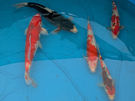 Koi for sale