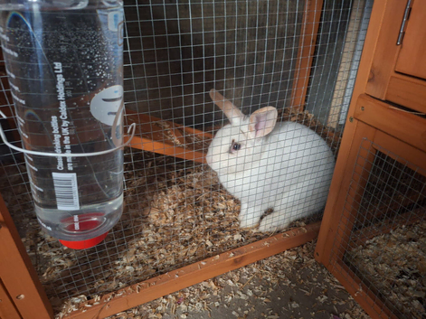 Rabbits