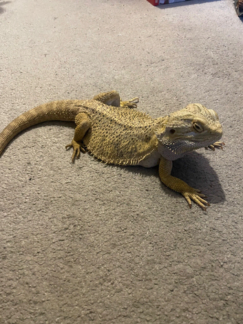 Bearded dragon