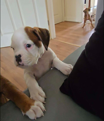 Beautiful Boxer Puppy Seeking Her Forever Home