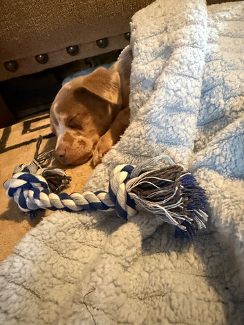 15 week old Merle Jack Russell Puppy