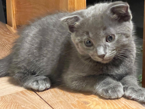 Scottish fold kittens