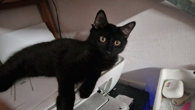 Kittens for rehoming
