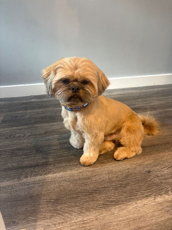 Shih tzu stud