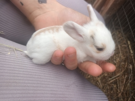 Baby mini lops resdy In October
