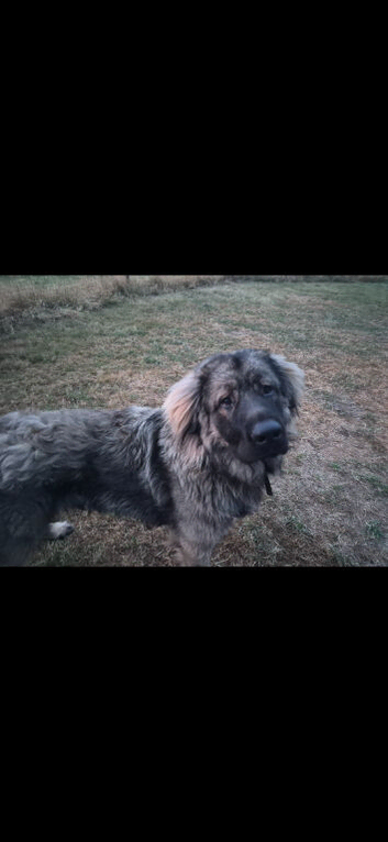 Caucasian 13 months