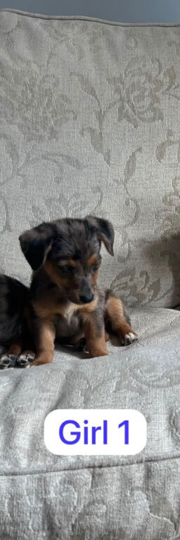 Jack Russell