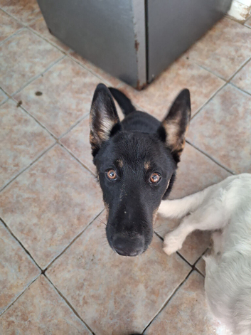 husky  x german shepherd