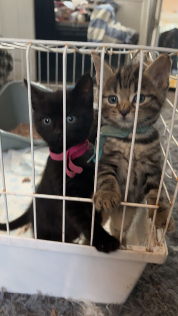 Kittens. Ready now