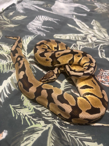Royal pythons looking for homes