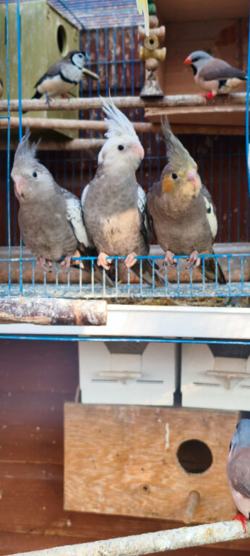 Three young cockatiels for sale in Maidstone