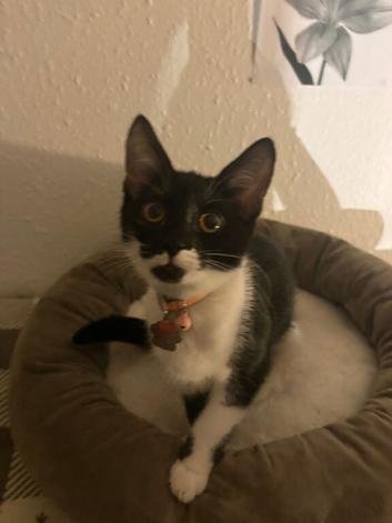 Meila