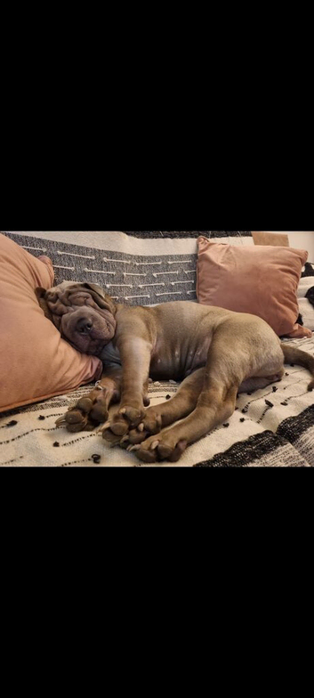 Shar pei