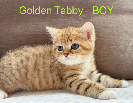 Golden BSH