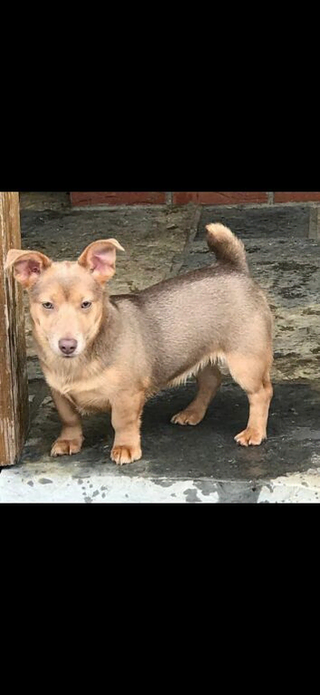 Jack Russell dog