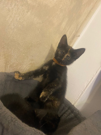 Last 2 kitties