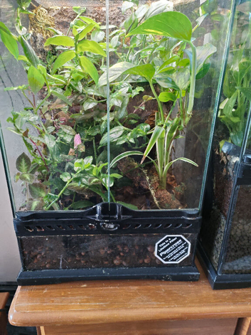 Vivarium fully planted