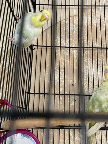 Beautiful baby budgies