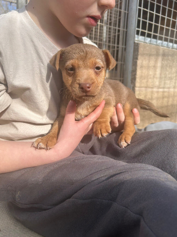 Jack Russell puppies (miniature)