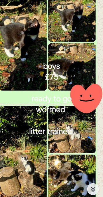 2 male kittens