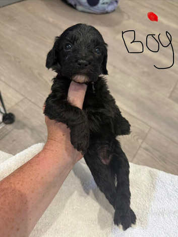 Beautiful F2 Cockapoo Puppies