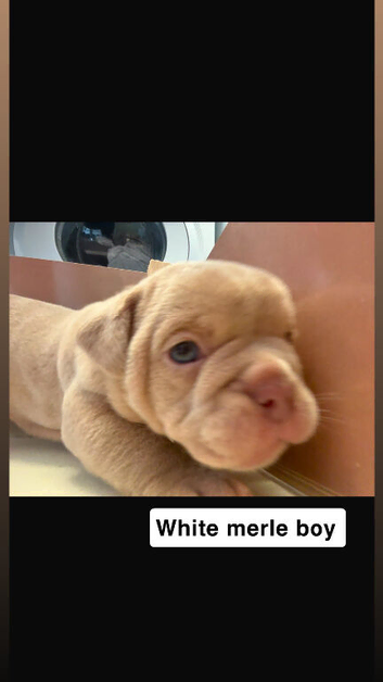 Old English bulldog / frenchie