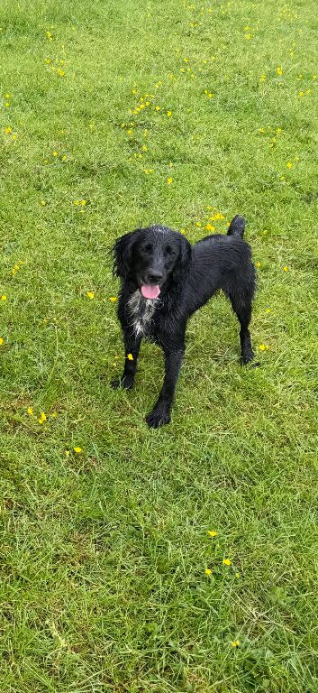 Working cocker spaniel girl
