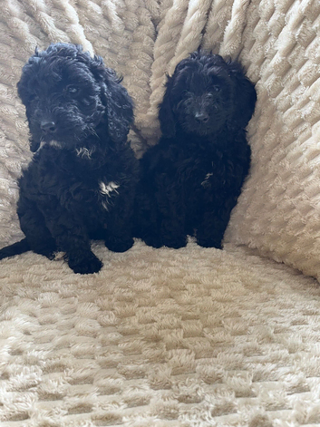 Cockapoo x poodle puppies