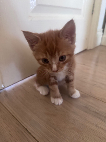Absolutely Adorable Long-Haired Ginger Tabby Boy &ndash; Ready 8th July
