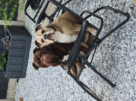 2 olde English bulldogs