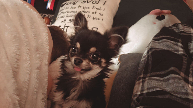 Beautiful very small chihuahua